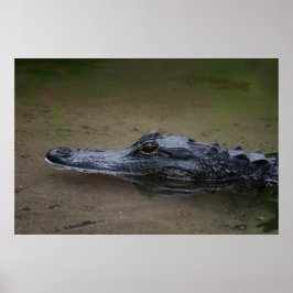 Gator Resting Poster -36x24 -andere beschikbare fo