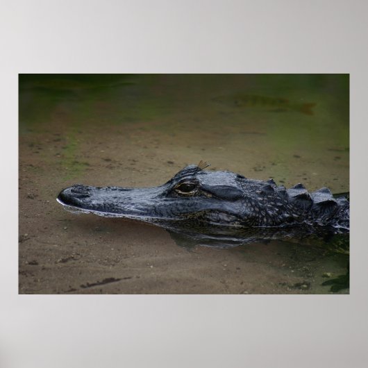 Gator Resting Poster -36x24 -andere beschikbare fo (Voorkant)