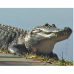 Gator Staand Fotobeeldje<br><div class="desc">Bekijk een gator die op je desktop staat met deze fotosculptuur! Of geef als geschenk! Deze Florida gator werd gefotografeerd zonnedinning aan de Hillsborough River nabij Tampa,  Florida.</div>
