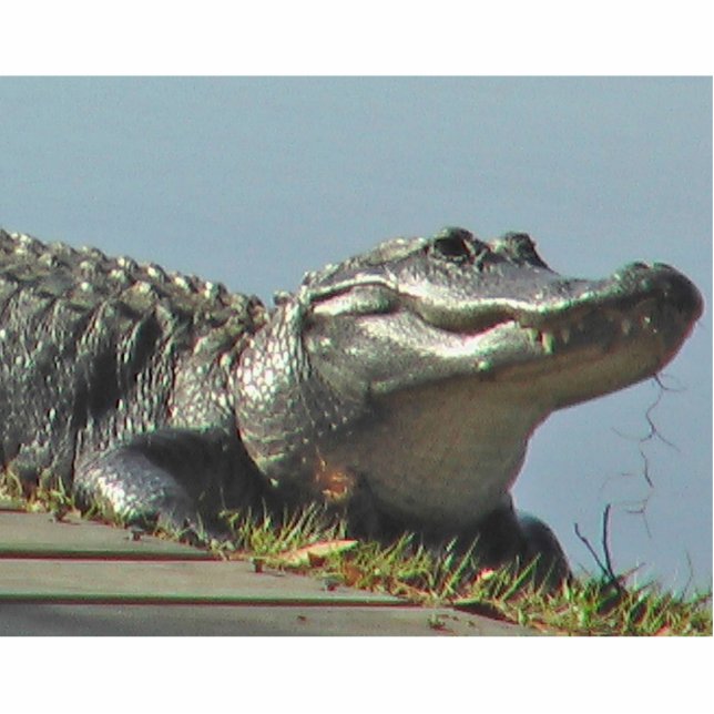 Gator Staand Fotobeeldje (Voorkant)
