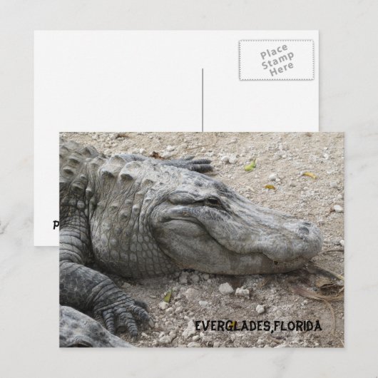 Gator voor glimlachen briefkaart (Voorkant / Achterkant)