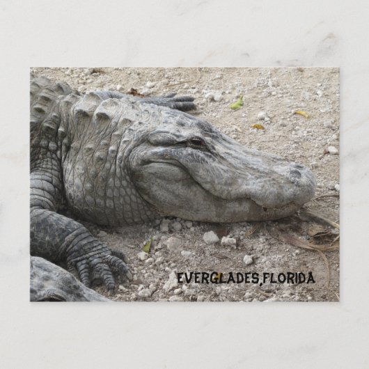Gator voor glimlachen briefkaart (Voorkant)