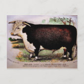 Gauci Hereford Cattle Briefkaart (Voorkant)