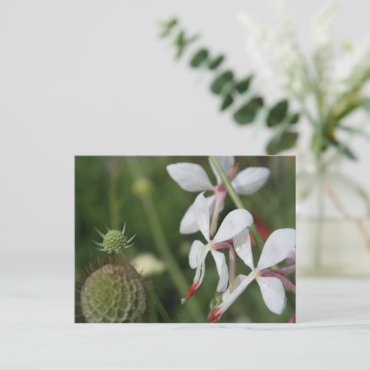 Gaura Briefkaart (Staand voorkant)