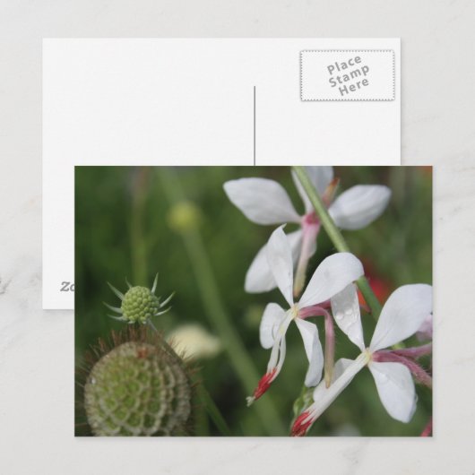 Gaura Briefkaart (Voorkant / Achterkant)