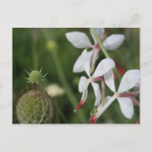 Gaura Briefkaart (Voorkant)