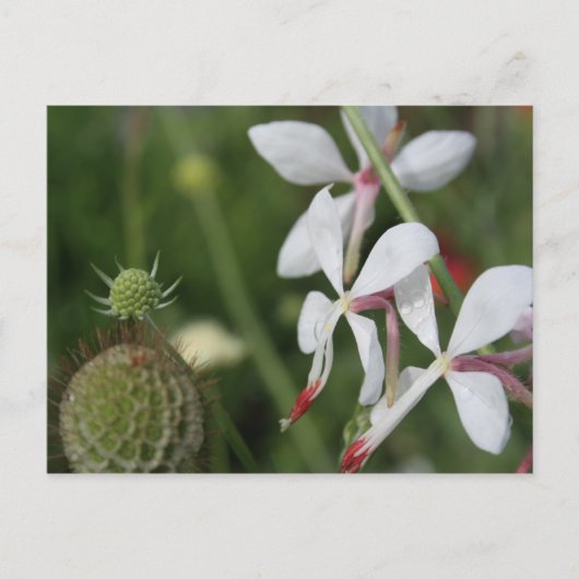 Gaura Briefkaart (Voorkant)