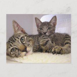 Gaven en Grover Briefkaart