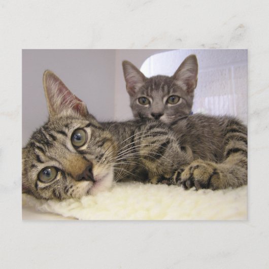 Gaven en Grover Briefkaart (Voorkant)