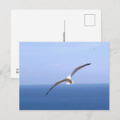 Gaviota Briefkaart (Voorkant / Achterkant)