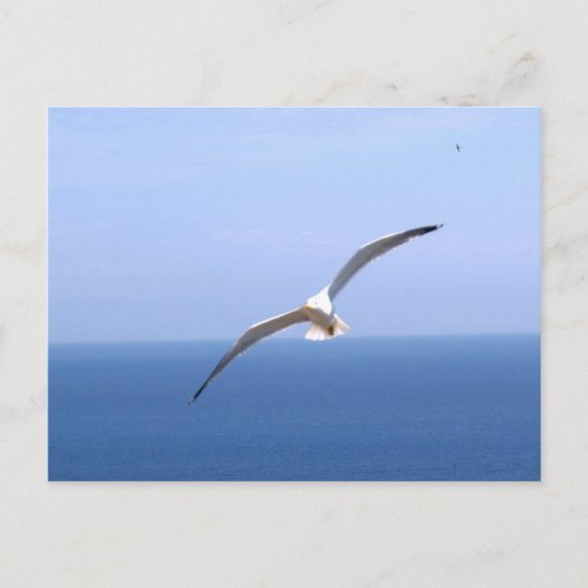 Gaviota Briefkaart (Voorkant)