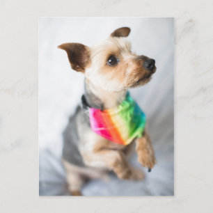 Gay Pride Rainbow Dog   Yorkshire Terrier Briefkaart