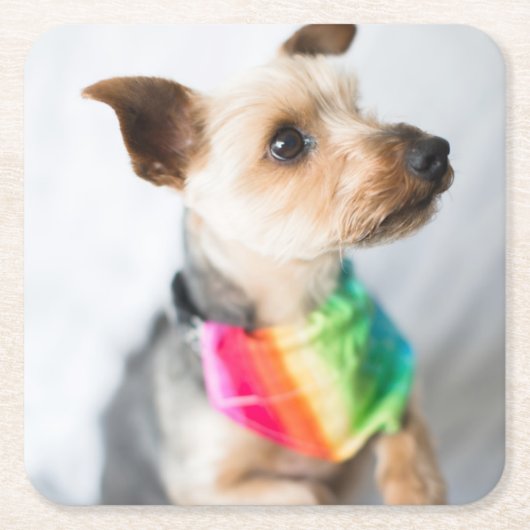 Gay Pride Rainbow Dog | Yorkshire Terrier Kartonnen Onderzetters (Voorkant)
