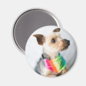 Gay Pride Rainbow Dog | Yorkshire Terrier Magneet (Voorkant / Achterkant)
