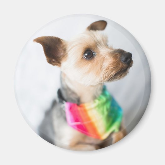 Gay Pride Rainbow Dog | Yorkshire Terrier Magneet (Voorkant)