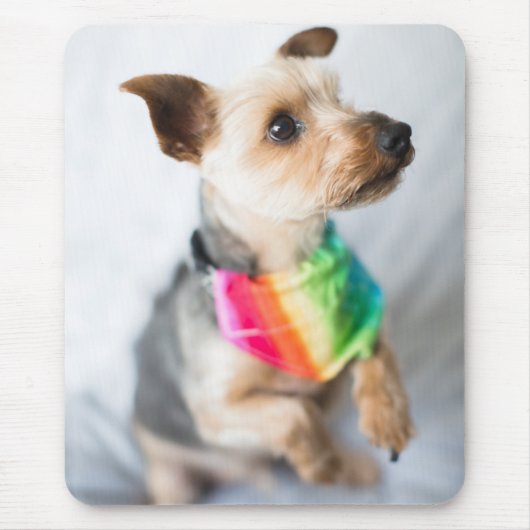 Gay Pride Rainbow Dog | Yorkshire Terrier Muismat (Voorkant)