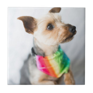 Gay Pride Rainbow Dog   Yorkshire Terrier Tegeltje