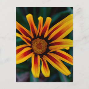 Gazanbloem Briefkaart