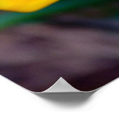 Gazanbloem Poster (Hoek)