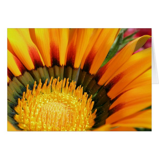 Gazania (Voorkant Horizontaal)