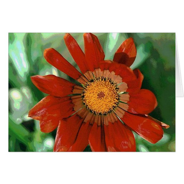 Gazania (Voorkant Horizontaal)