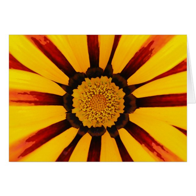 Gazania (Voorkant Horizontaal)