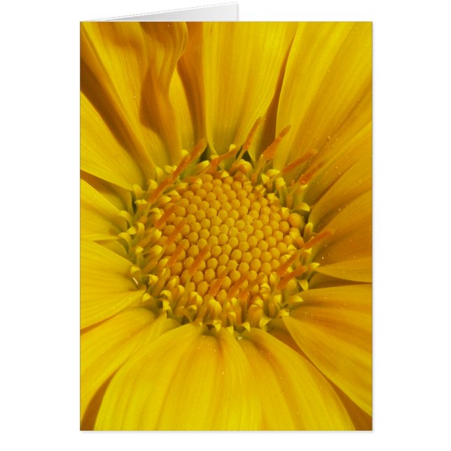 Gazania (Voorkant)