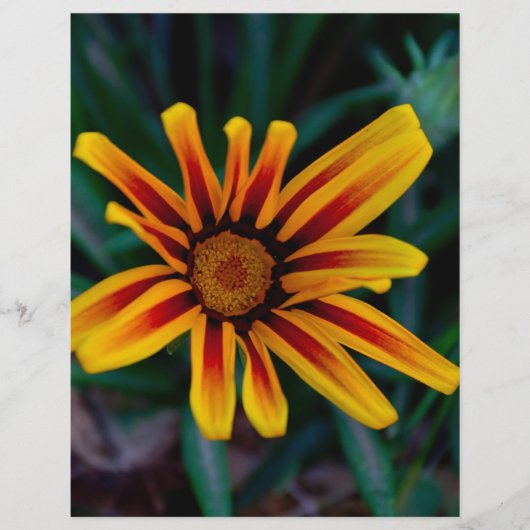 Gazania bloem flyer (Voorkant)