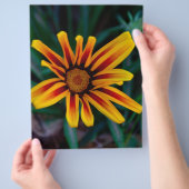Gazania bloem flyer (Hand)