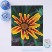 Gazania bloem flyer (Enkel)