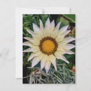 Gazania Bloem Geel Wit Briefkaart