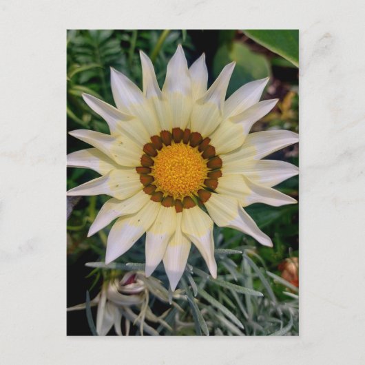 Gazania Bloem Geel Wit Briefkaart (Voorkant)