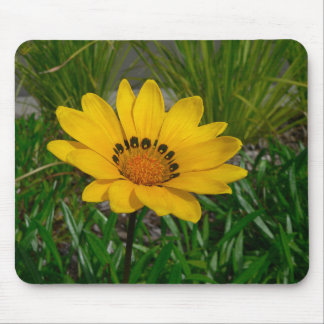 Gazania Bloem Muismat