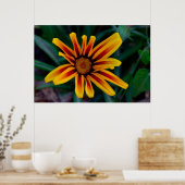 Gazania bloem poster (Keuken)