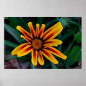 Gazania bloem poster (Voorkant)