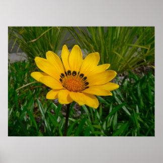 Gazania Bloem Poster
