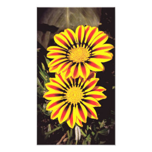 Gazania Bloemen In Volle Bloei Foto Afdruk