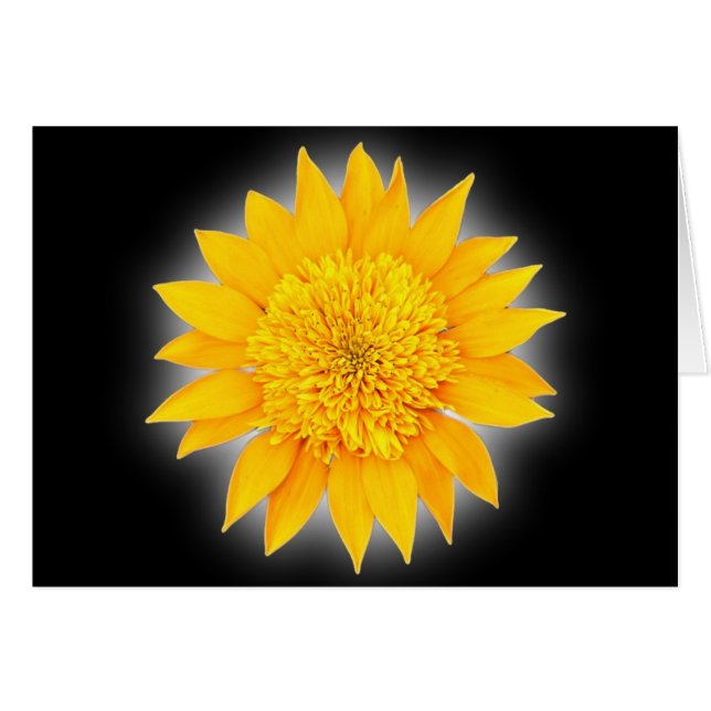 Gazania Blossom (Voorkant Horizontaal)