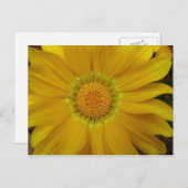 Gazania Briefkaart (Voorkant / Achterkant)