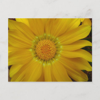 Gazania Briefkaart