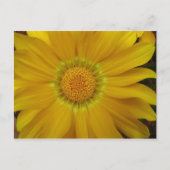 Gazania Briefkaart (Voorkant)