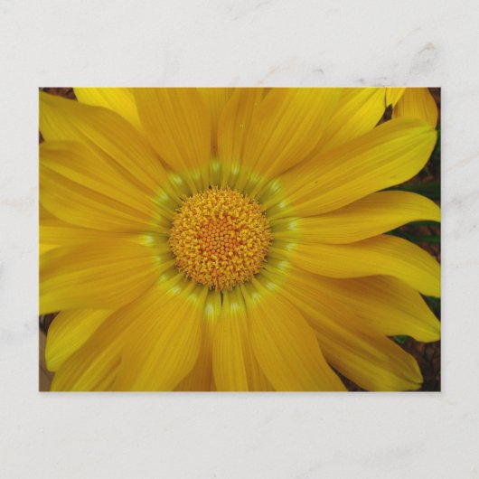Gazania Briefkaart (Voorkant)