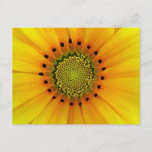 Gazania Briefkaart