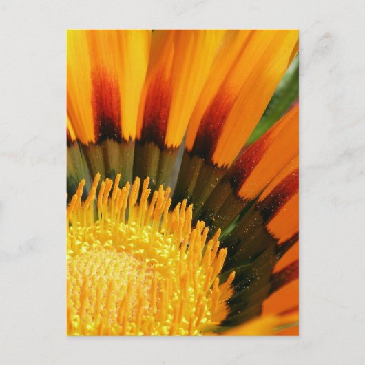 Gazania Briefkaart (Voorkant)