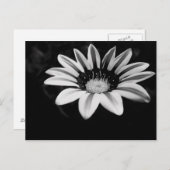 Gazania Briefkaart (Voorkant / Achterkant)