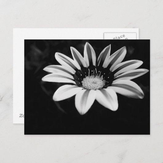 Gazania Briefkaart (Voorkant / Achterkant)