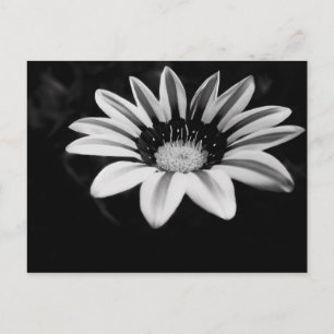 Gazania Briefkaart