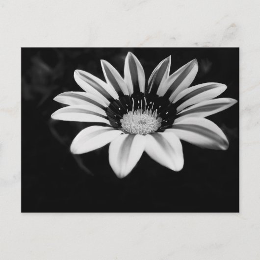 Gazania Briefkaart (Voorkant)