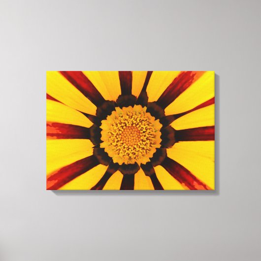 Gazania Canvas Afdruk (Voorkant)