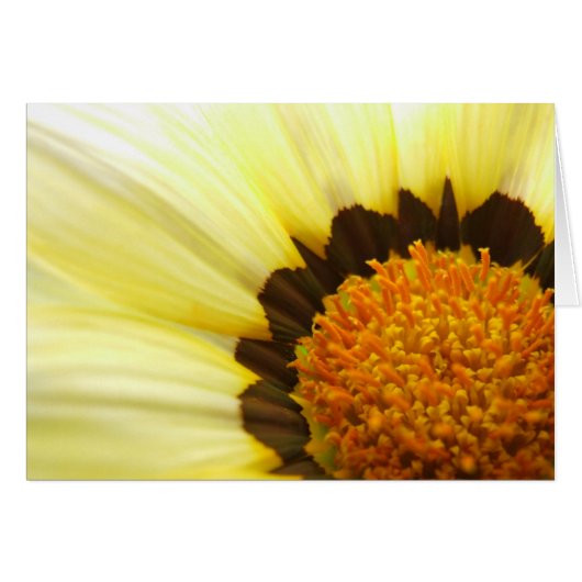 Gazania Card (Voorkant Horizontaal)